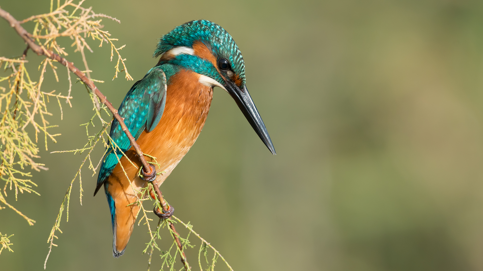 Yalıçapkını » Common Kingfisher » Alcedo atthis