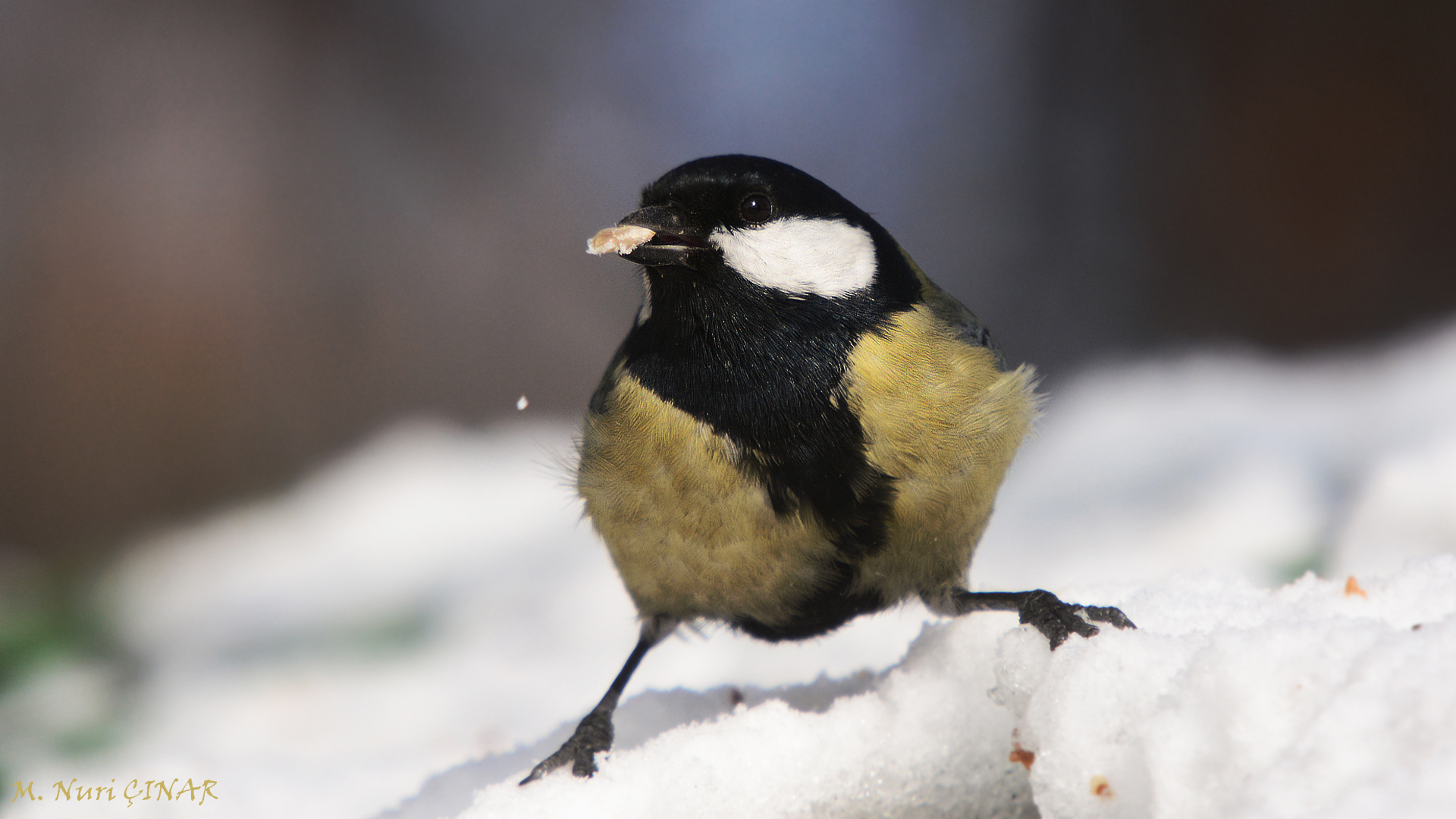 Büyük baştankara » Great Tit » Parus major