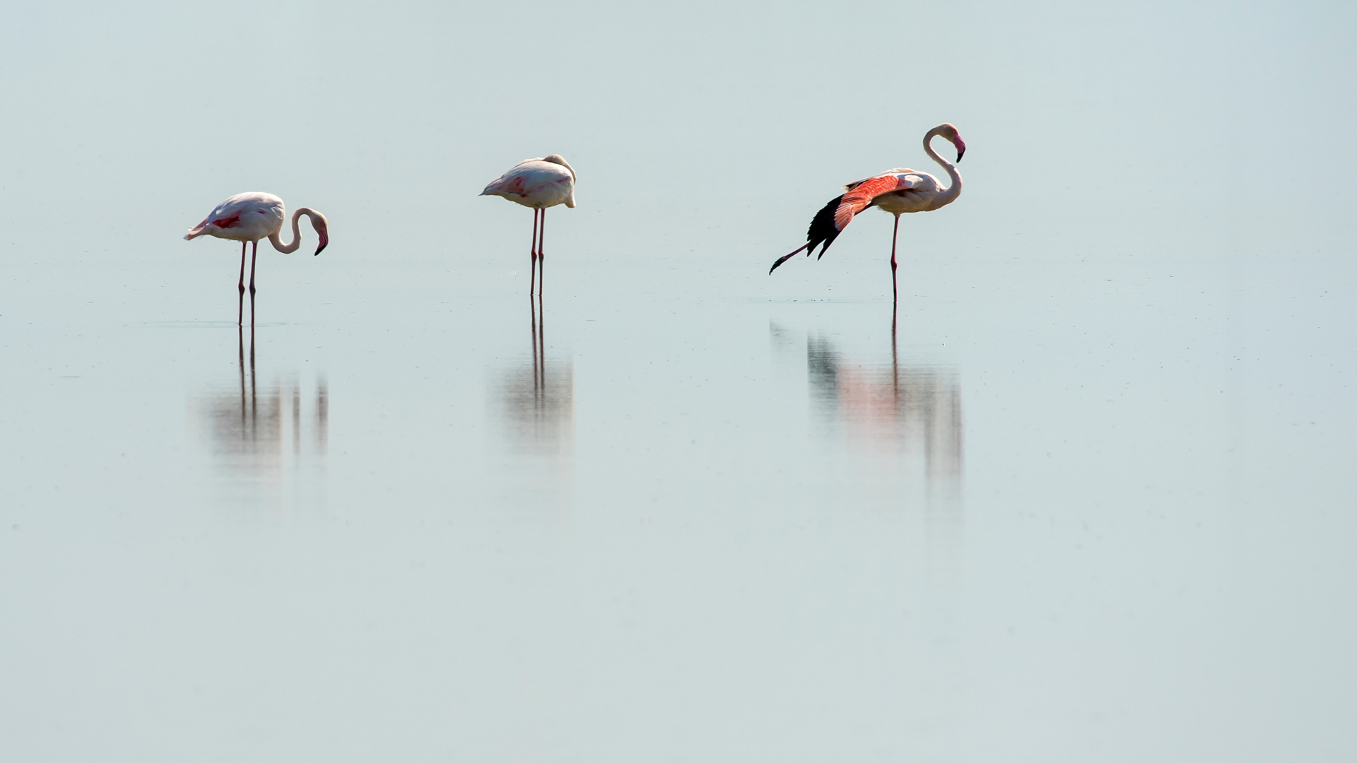 Flamingo » Greater Flamingo » Phoenicopterus roseus