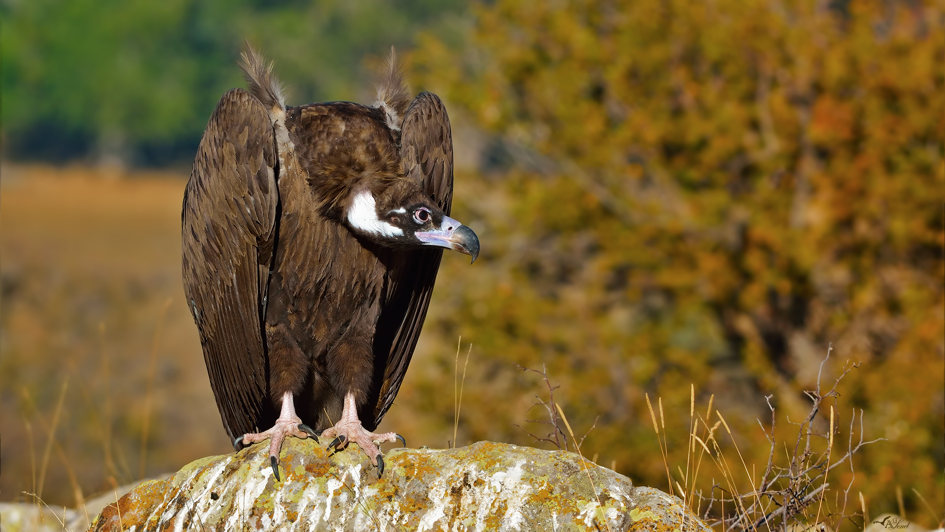 Kara akbaba » Cinereous Vulture » Aegypius monachus