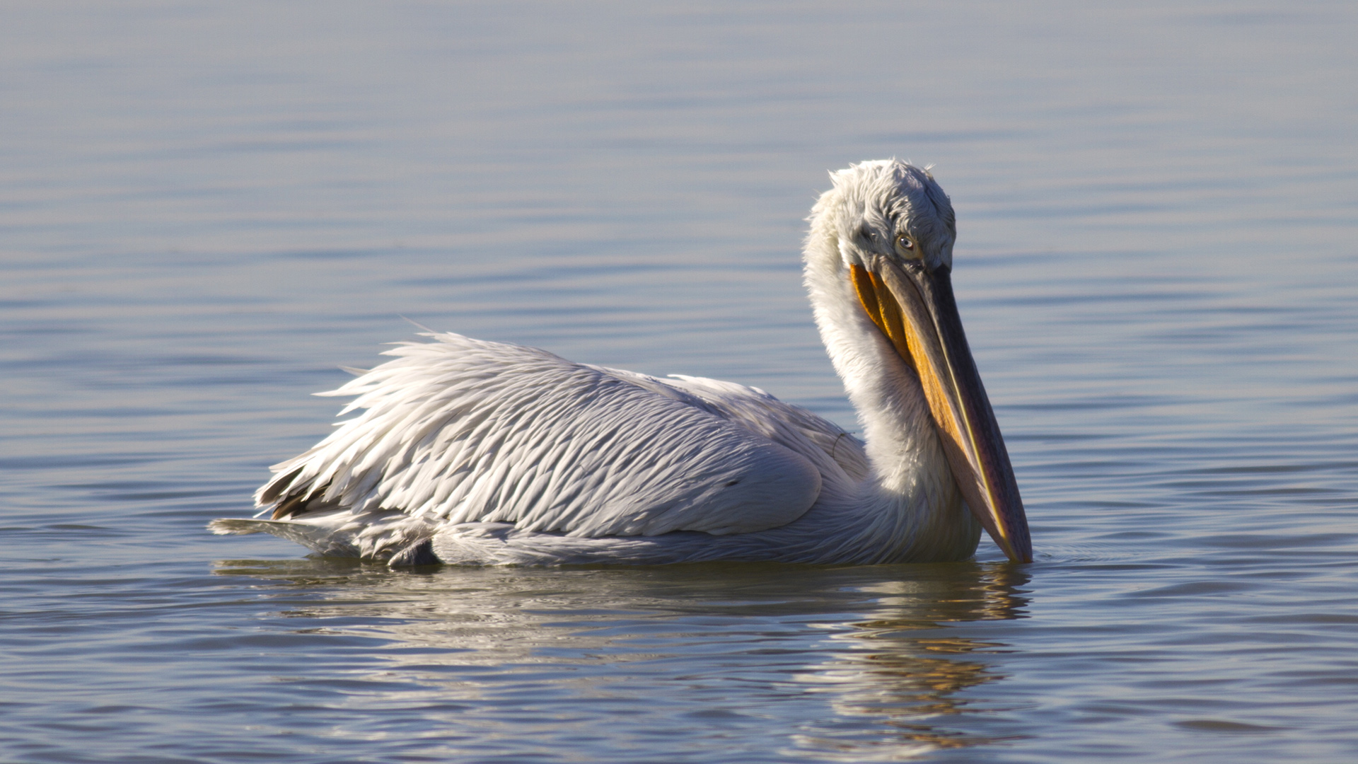 Tepeli pelikan » Dalmatian Pelican » Pelecanus crispus