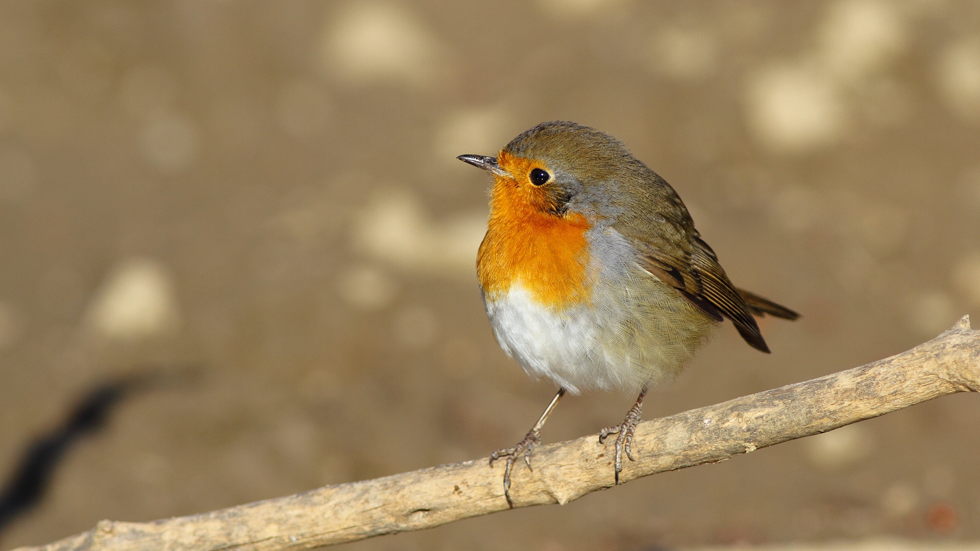 Kızılgerdan » European Robin » Erithacus rubecula