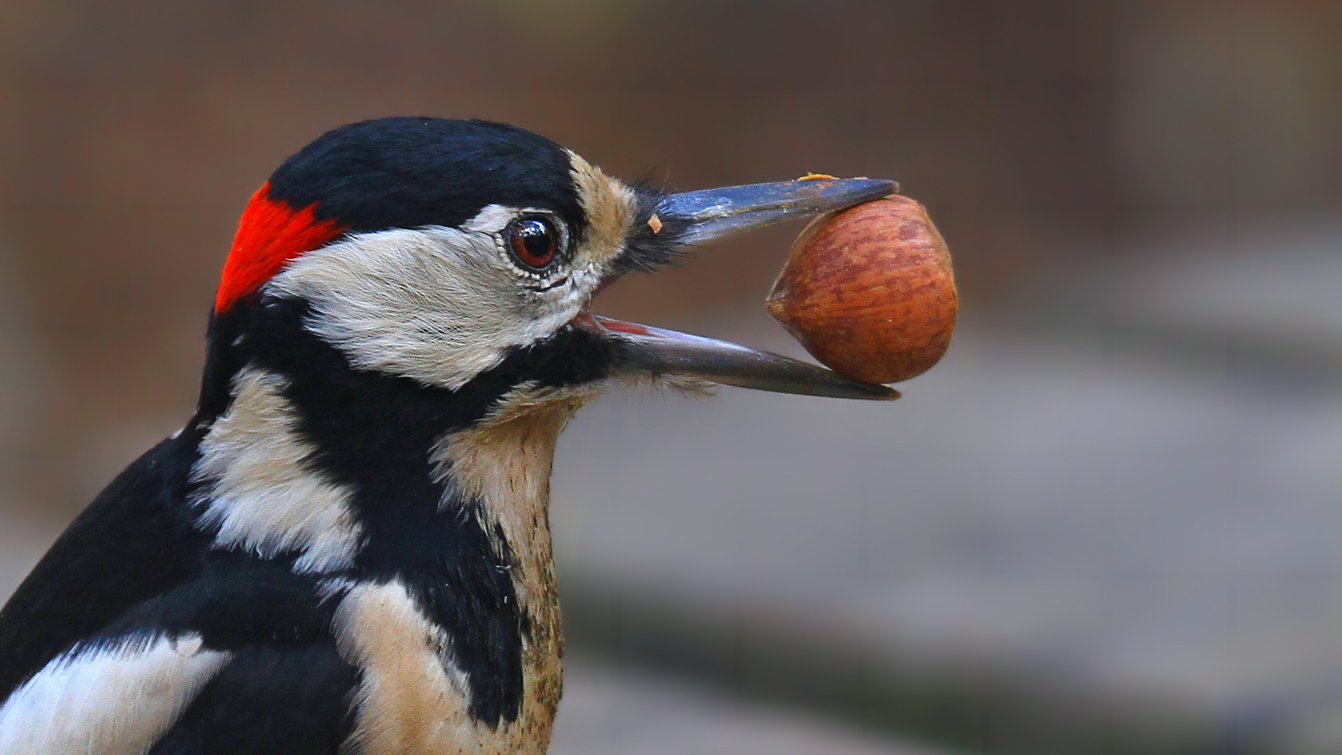 Orman alaca ağaçkakanı » Great Spotted Woodpecker » Dendrocopos major