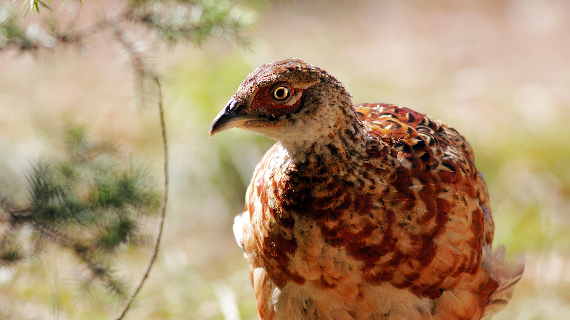 Sülün » Common Pheasant » Phasianus colchicus