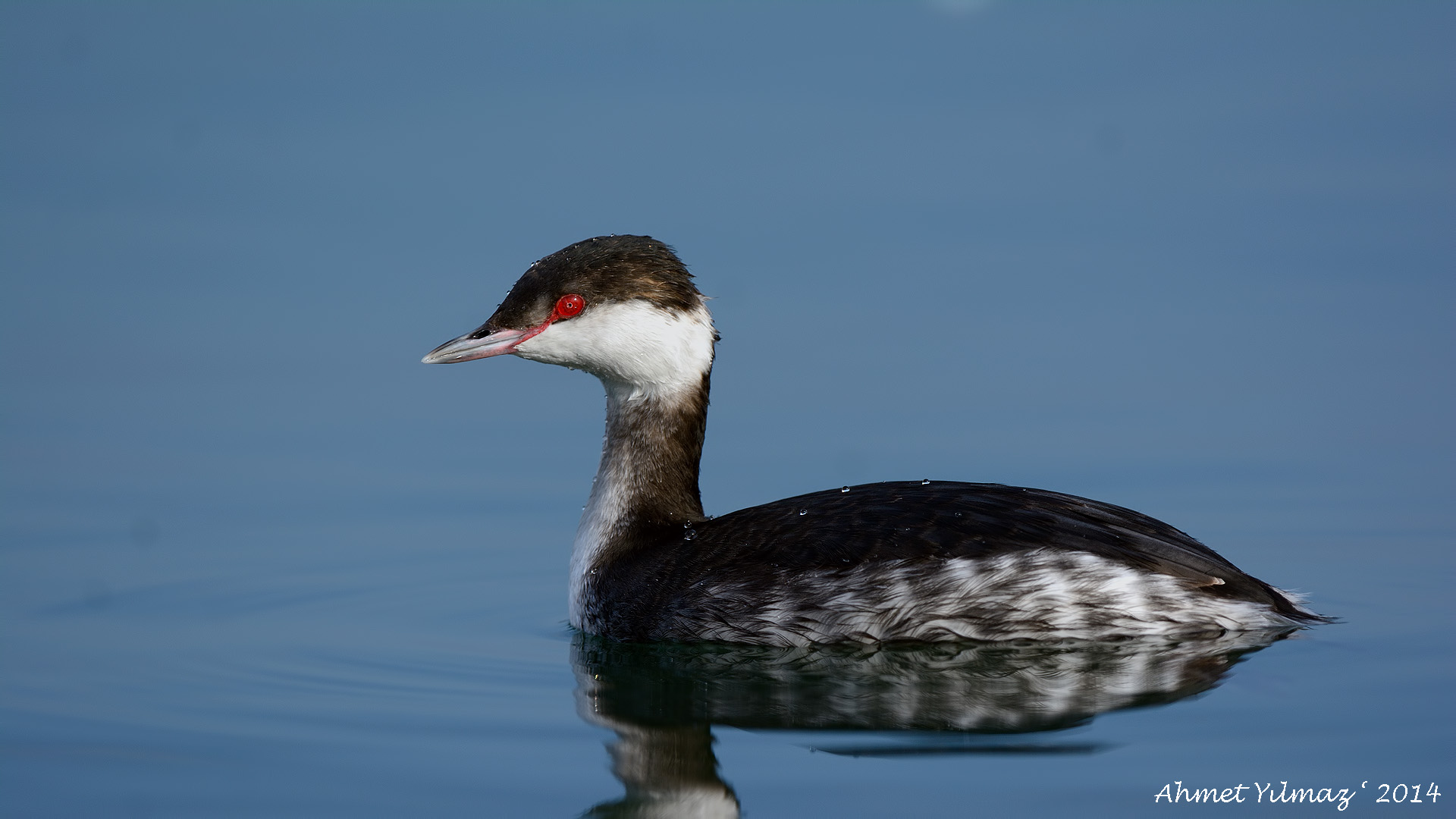 Kulaklı batağan » Horned Grebe » Podiceps auritus