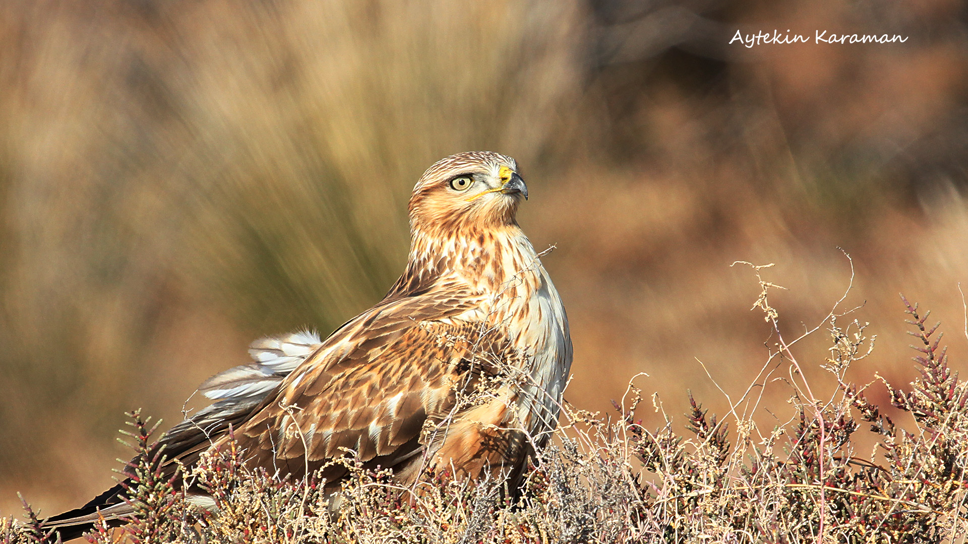 Kızıl şahin » Long-legged Buzzard » Buteo rufinus