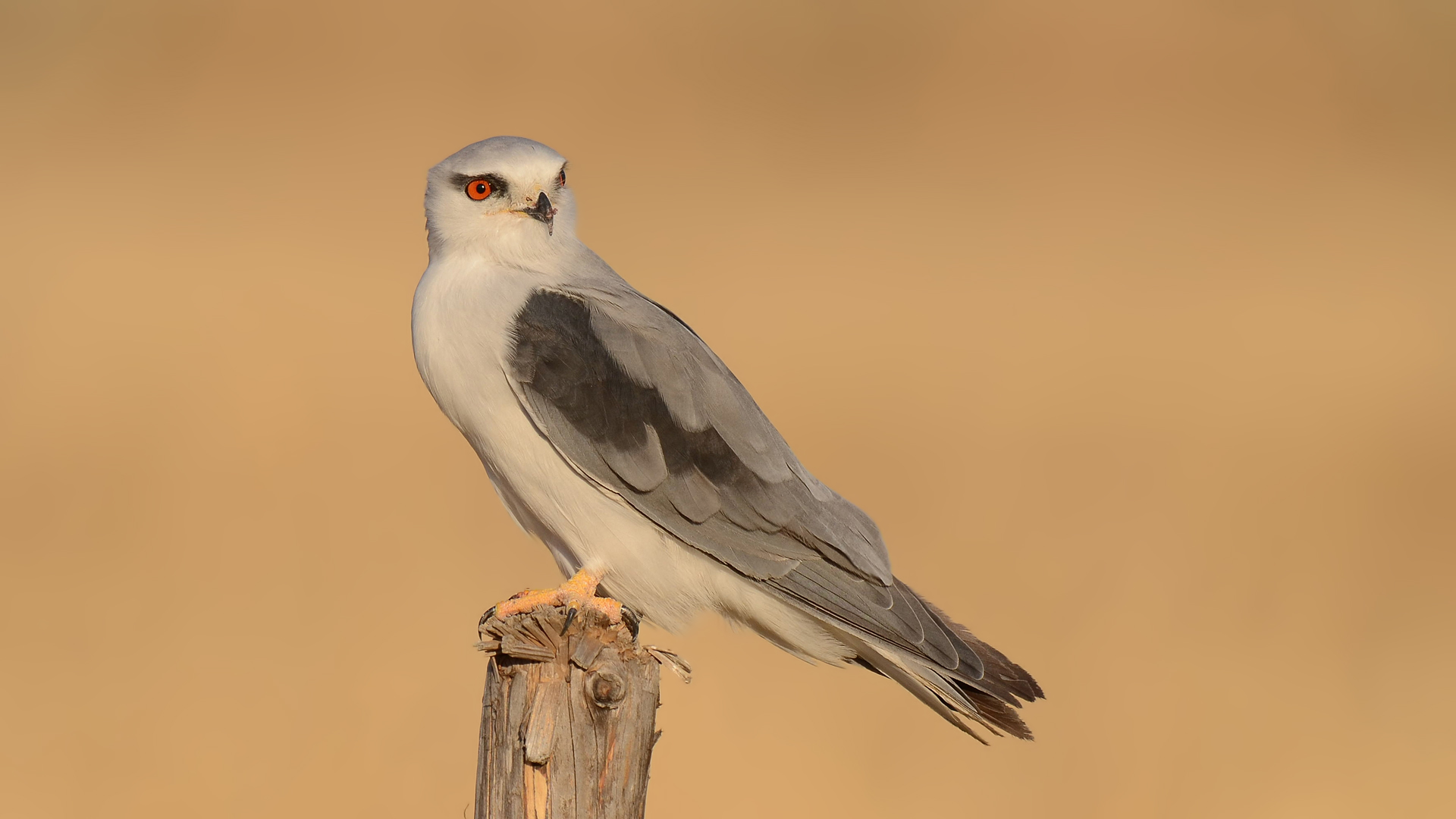 Ak çaylak » Black-winged Kite » Elanus caeruleus