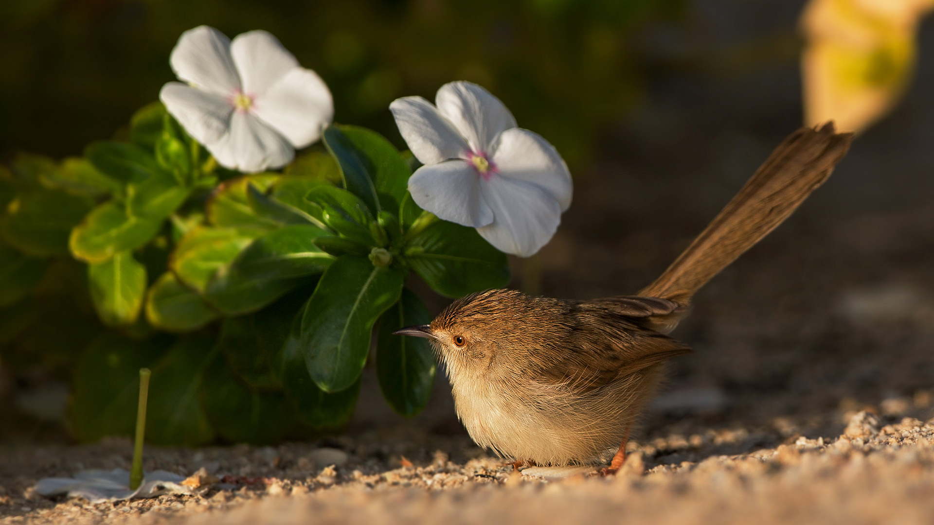 Dikkuyruklu ötleğen » Delicate prinia » Prinia lepida