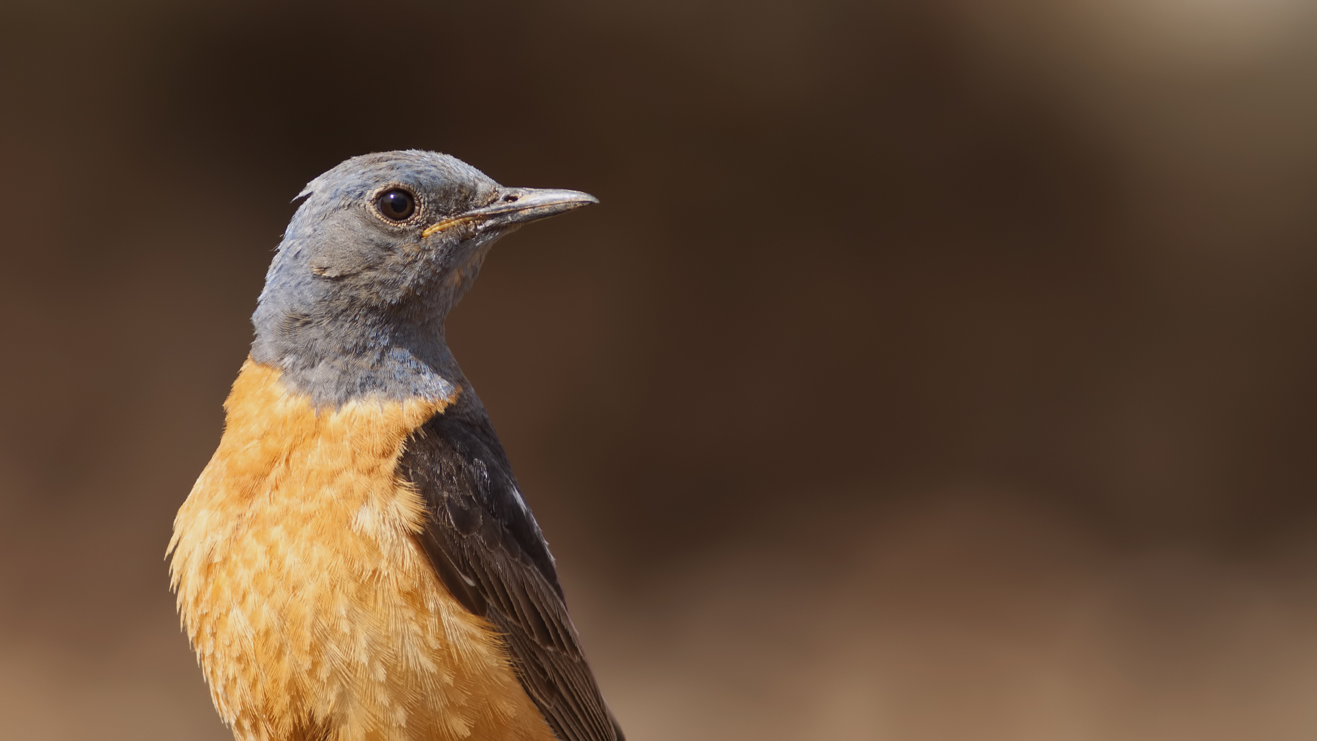 Taşkızılı » Common Rock Thrush » Monticola saxatilis