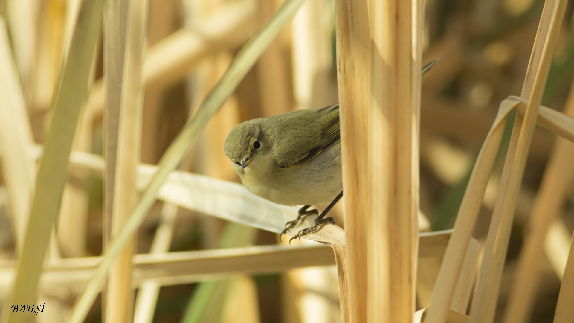 Çıvgın » Common Chiffchaff » Phylloscopus collybita