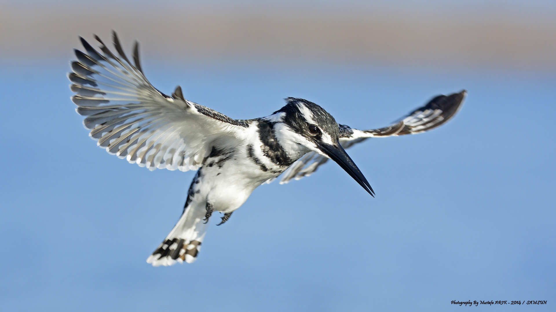 Alaca yalıçapkını » Pied Kingfisher » Ceryle rudis