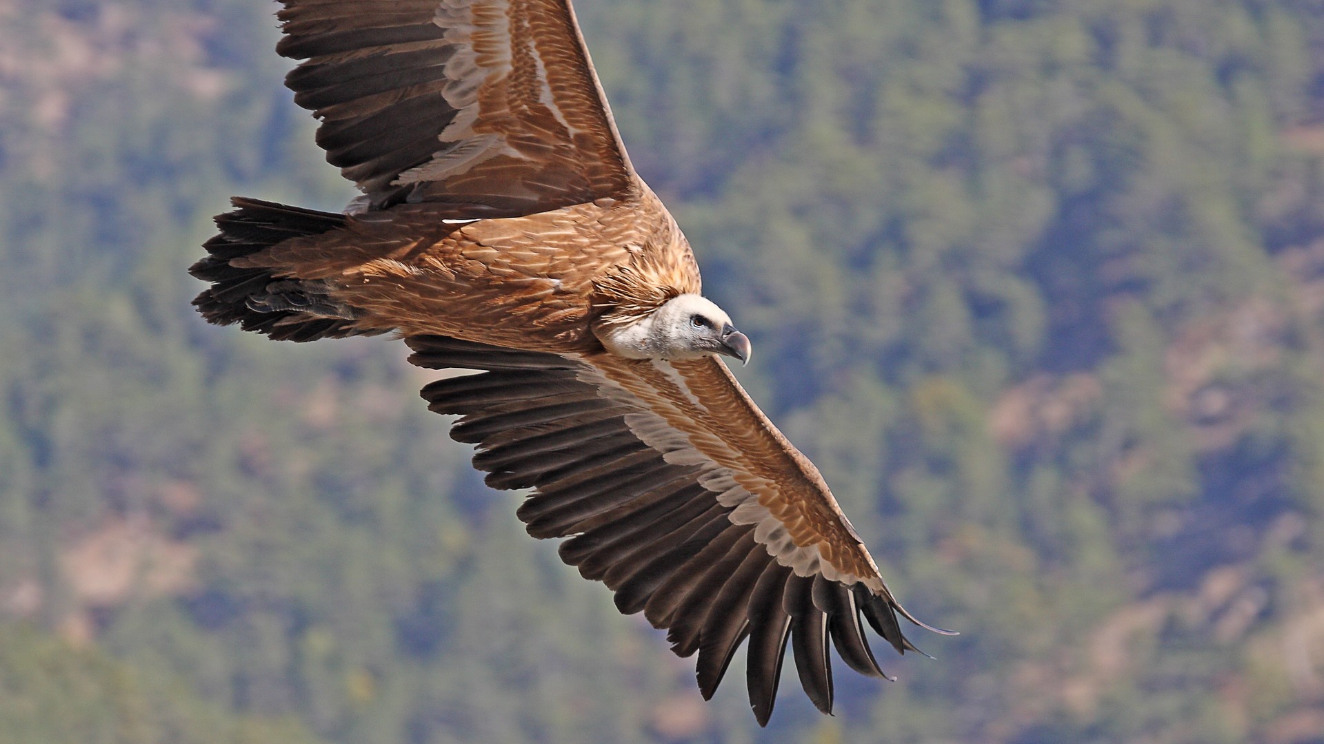 Kızıl akbaba » Griffon Vulture » Gyps fulvus