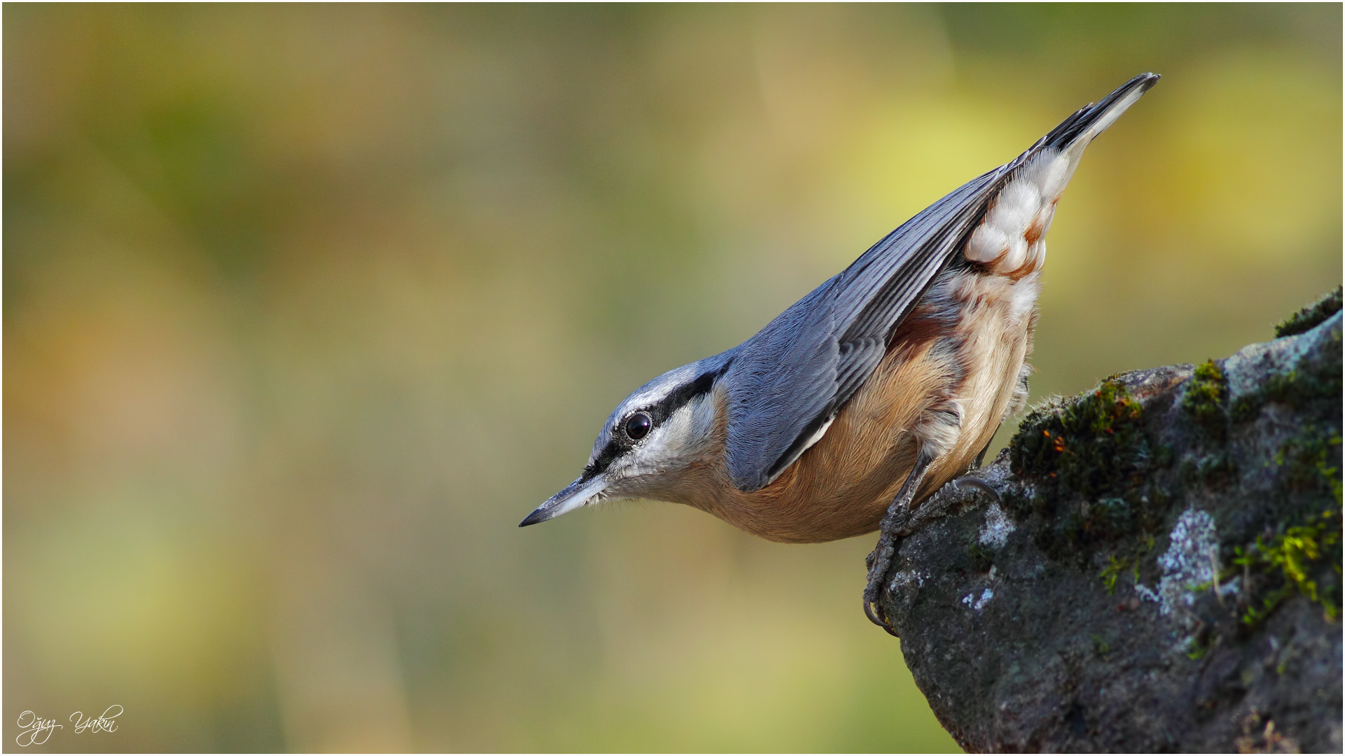 Sıvacı » Eurasian Nuthatch » Sitta europaea