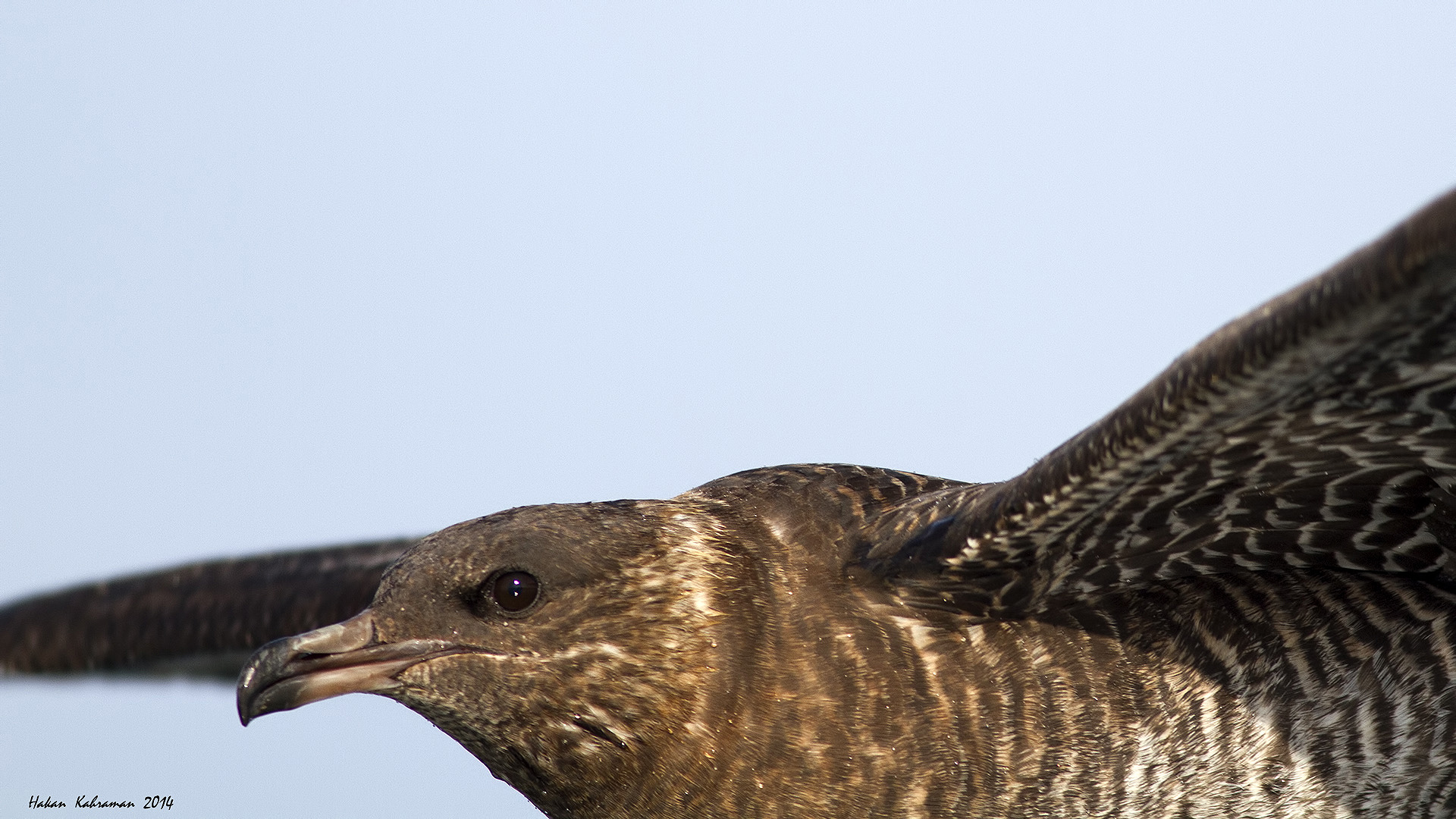 Kütkuyruklu korsanmartı » Pomarine Jaeger » Stercorarius pomarinus