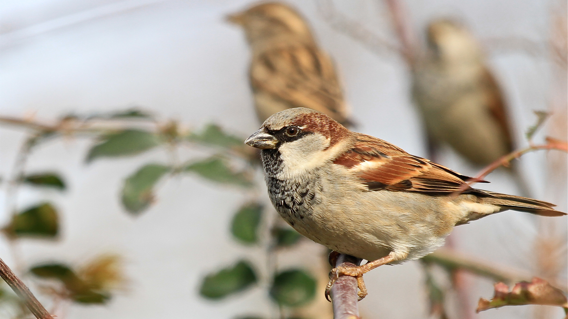 Serçe » House Sparrow » Passer domesticus