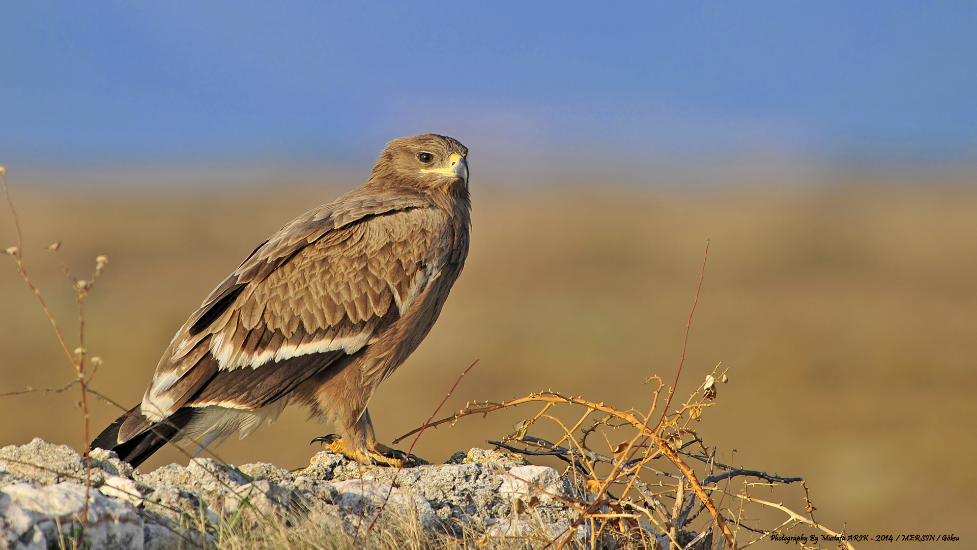 Bozkır kartalı » Steppe Eagle » Aquila nipalensis