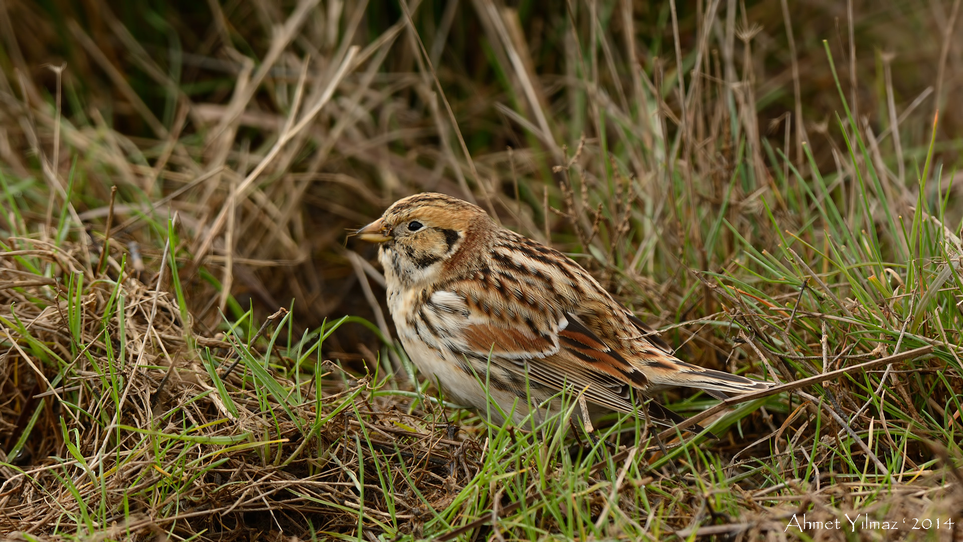 Mahmuzlu kirazkuşu » Lapland Longspur » Calcarius lapponicus