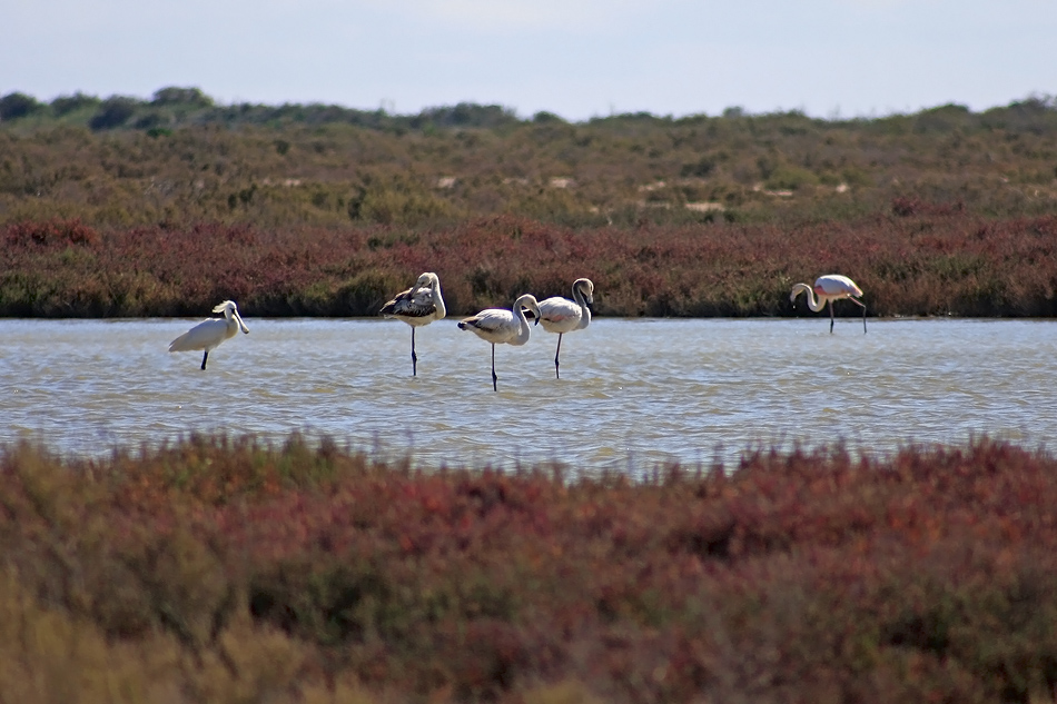 Flamingo