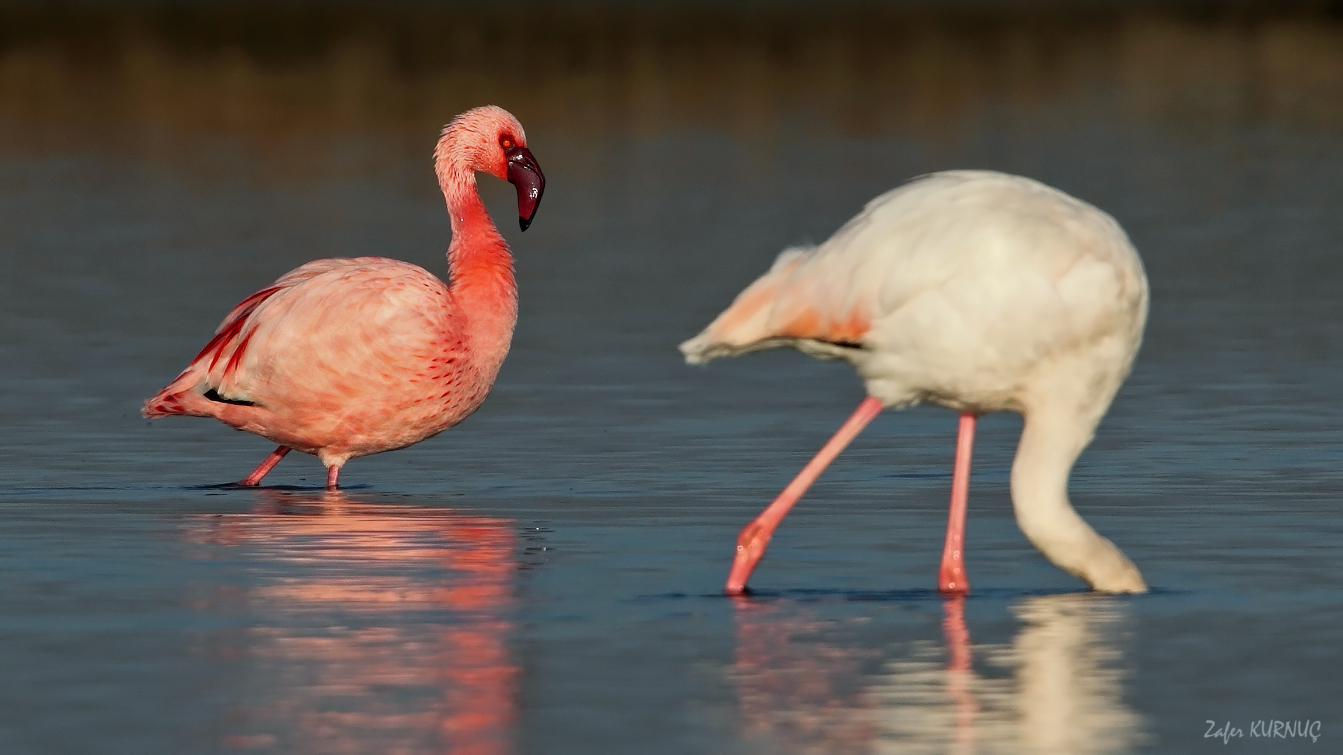 Küçük flamingo