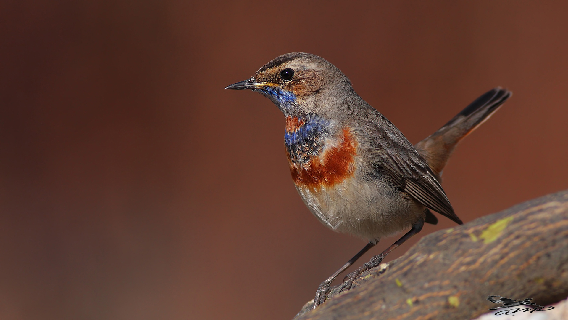 Mavigerdan » Bluethroat » Luscinia svecica