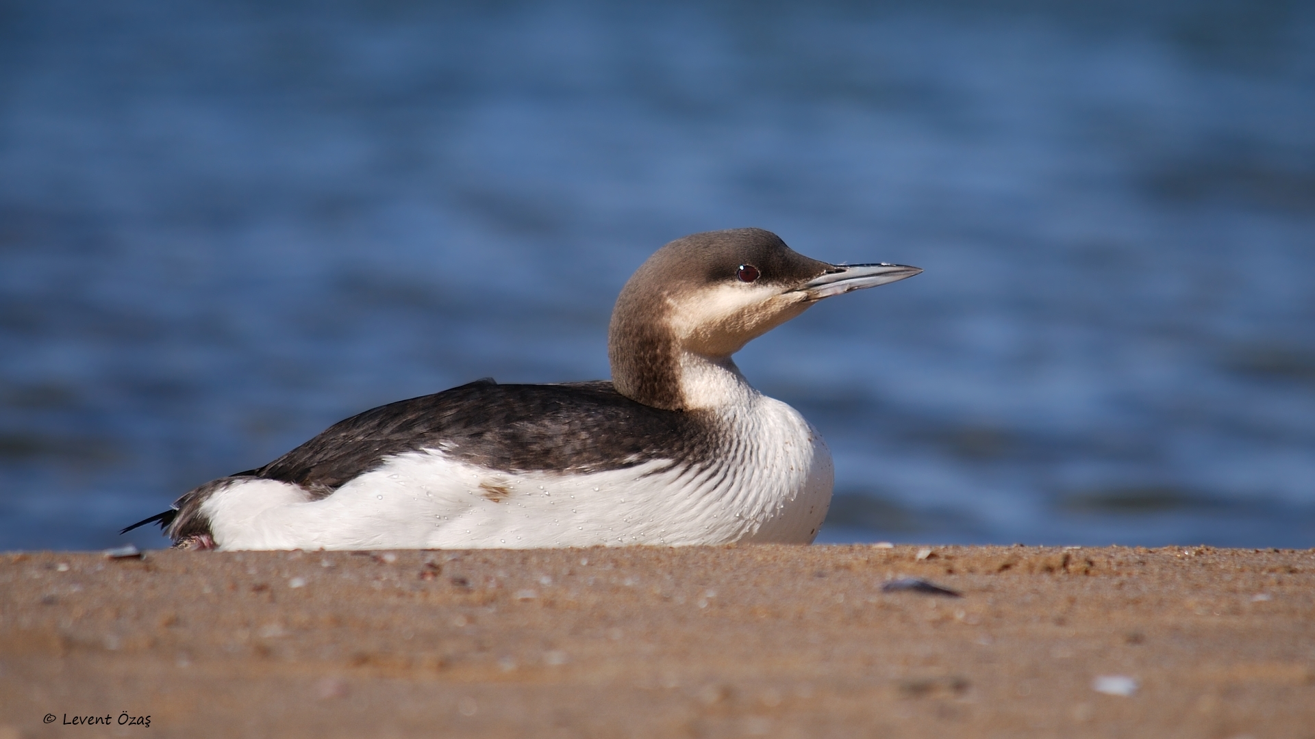 Karagerdanlı dalgıç » Black-throated Loon » Gavia arctica