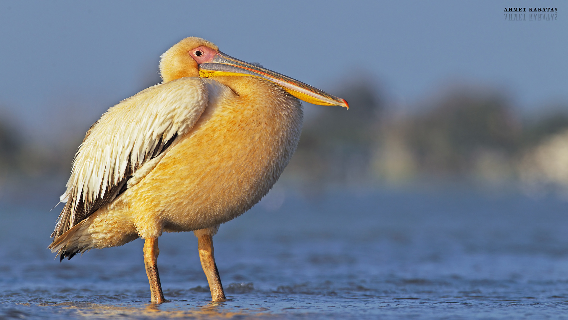 Ak pelikan » Great White Pelican » Pelecanus onocrotalus