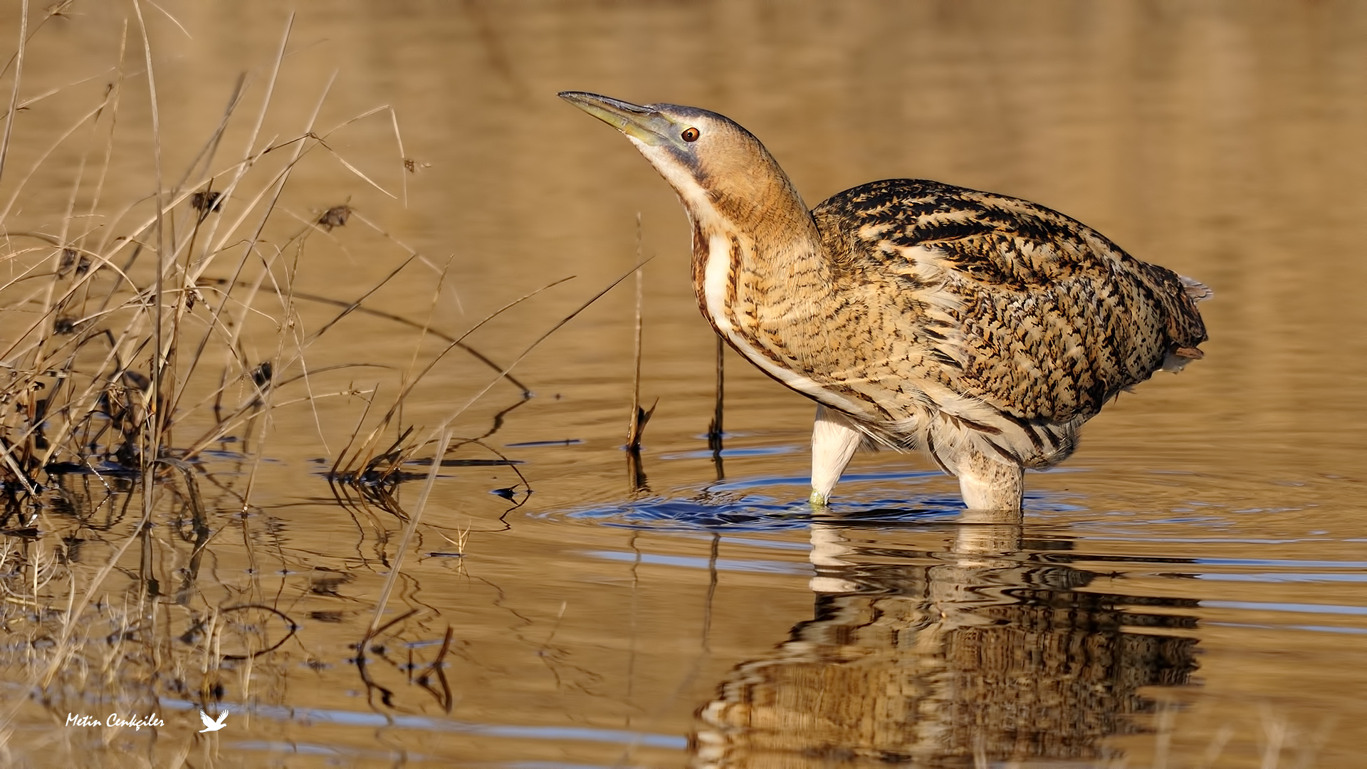 Balaban » Eurasian Bittern » Botaurus stellaris