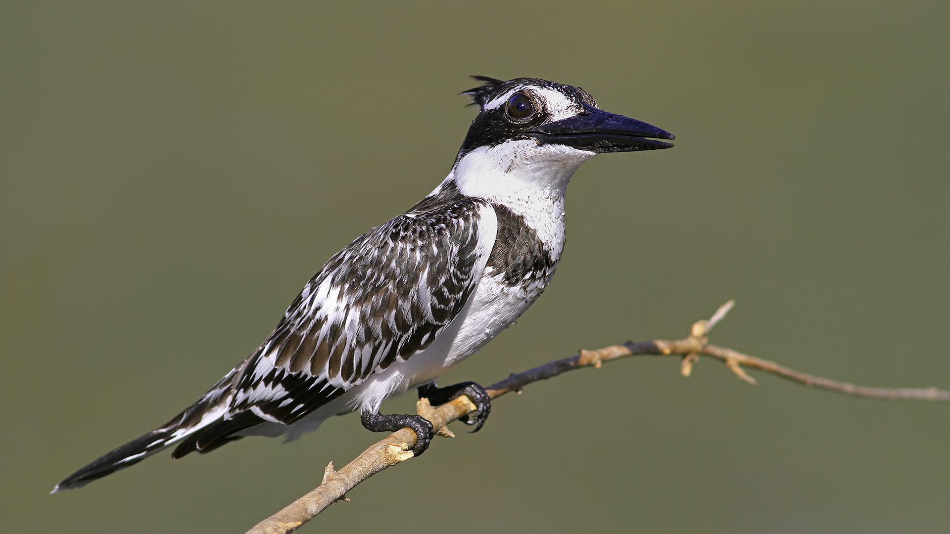 Alaca yalıçapkını » Pied Kingfisher » Ceryle rudis