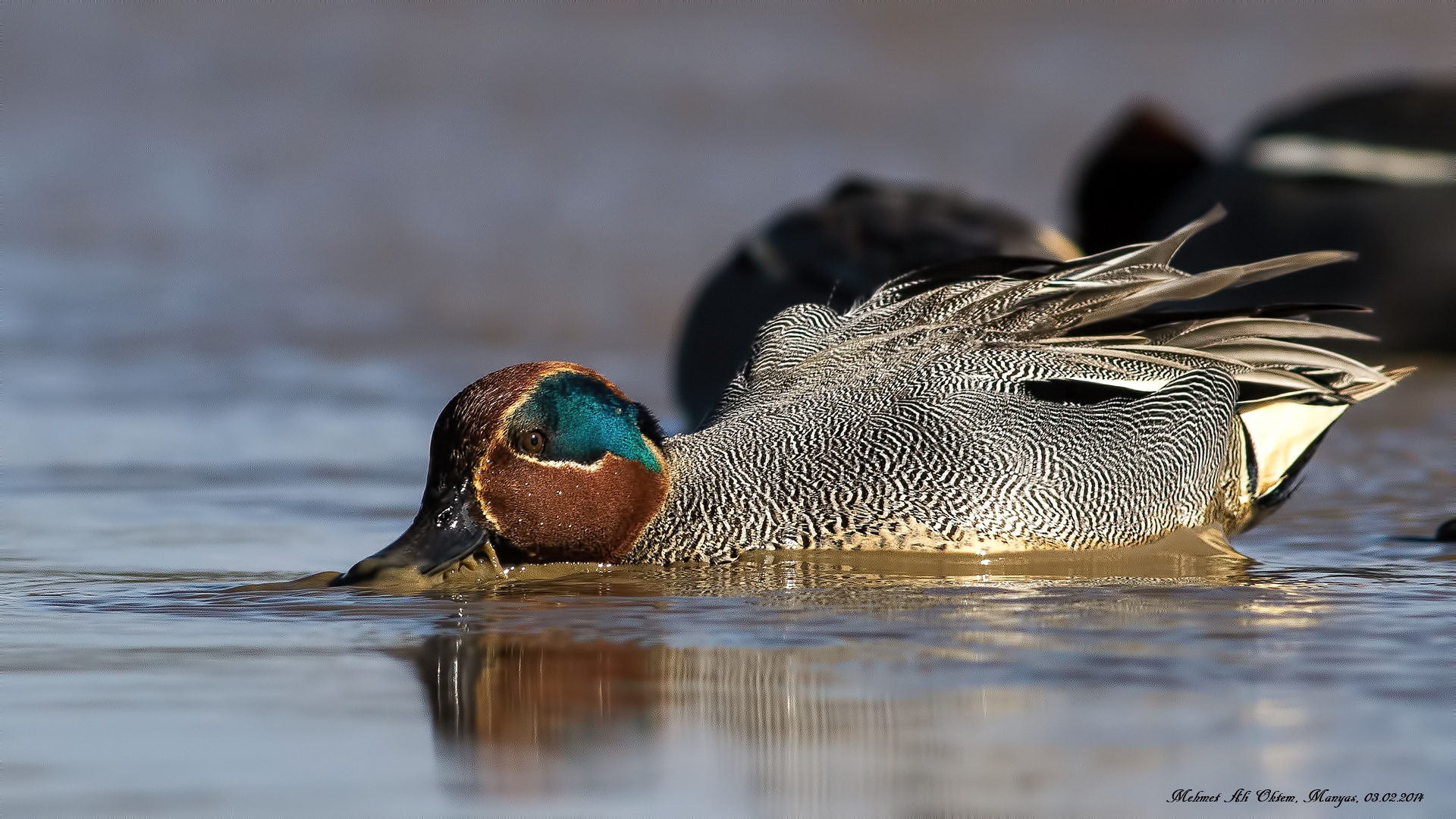 Çamurcun » Eurasian Teal » Anas crecca