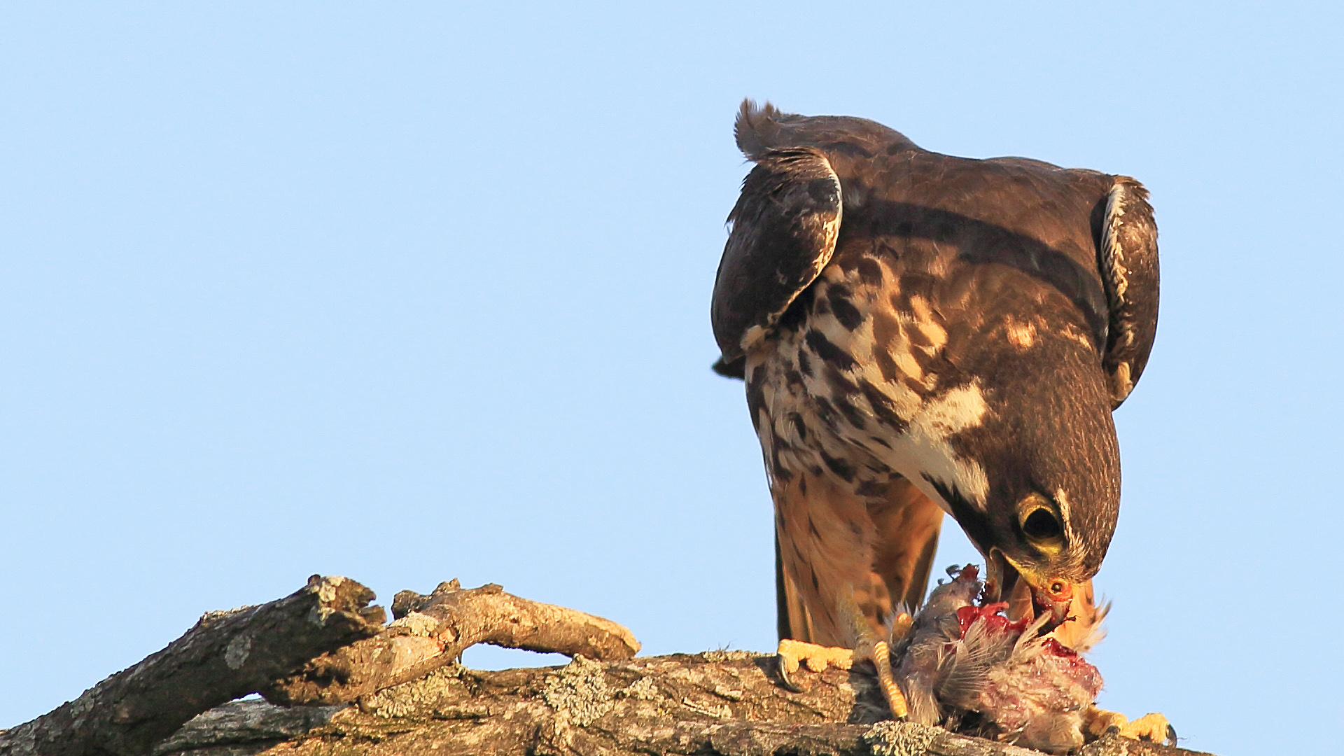 Delice doğan » Eurasian Hobby » Falco subbuteo