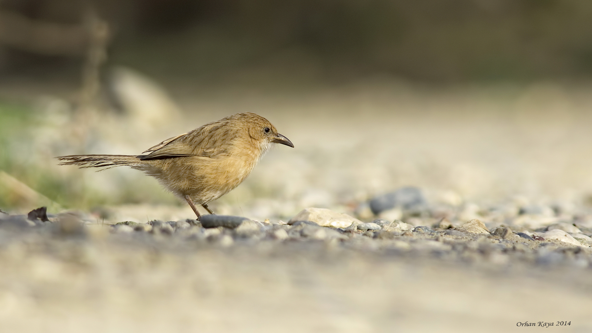 Irak yedikardeşi » Iraq Babbler » Argya altirostris