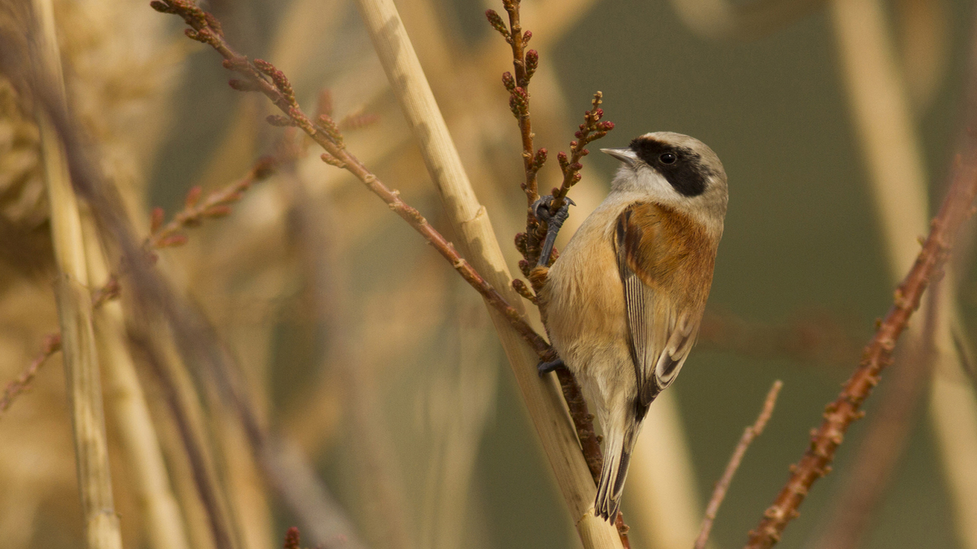 Çulhakuşu » Eurasian Penduline Tit » Remiz pendulinus