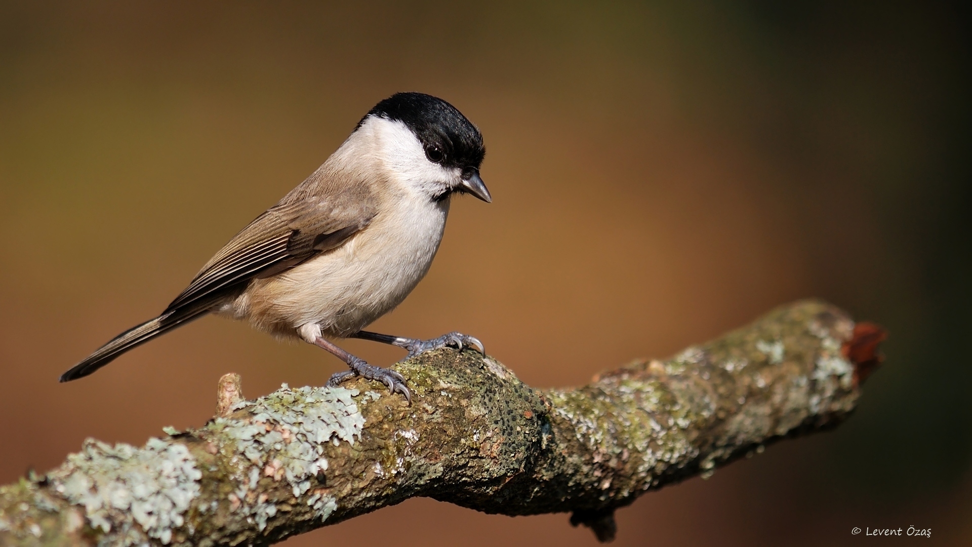 Kayın baştankarası » Marsh Tit » Poecile palustris