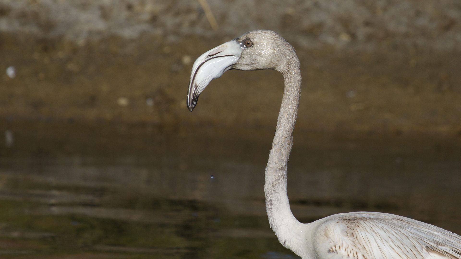 Flamingo » Greater Flamingo » Phoenicopterus roseus