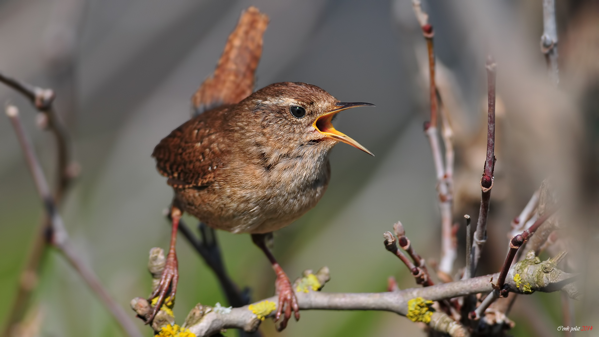 Çitkuşu » Eurasian Wren » Troglodytes troglodytes