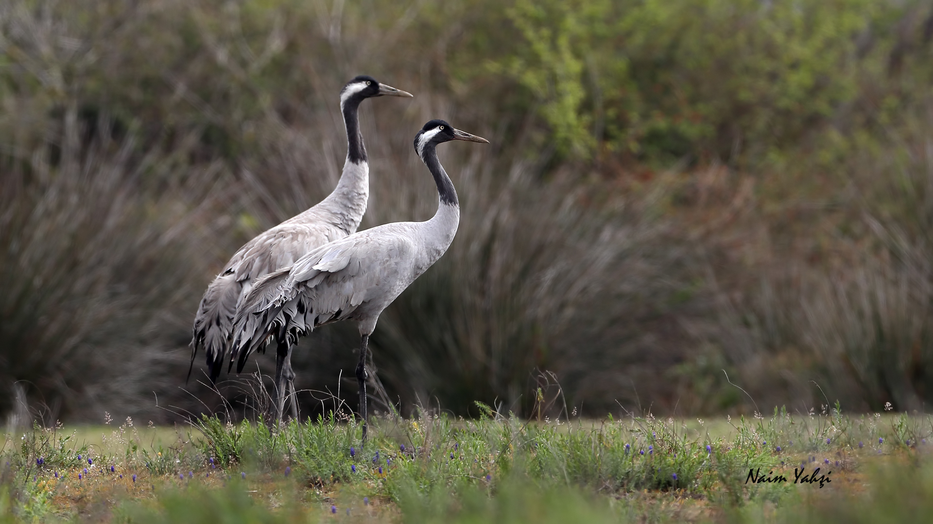 Turna » Common Crane » Grus grus