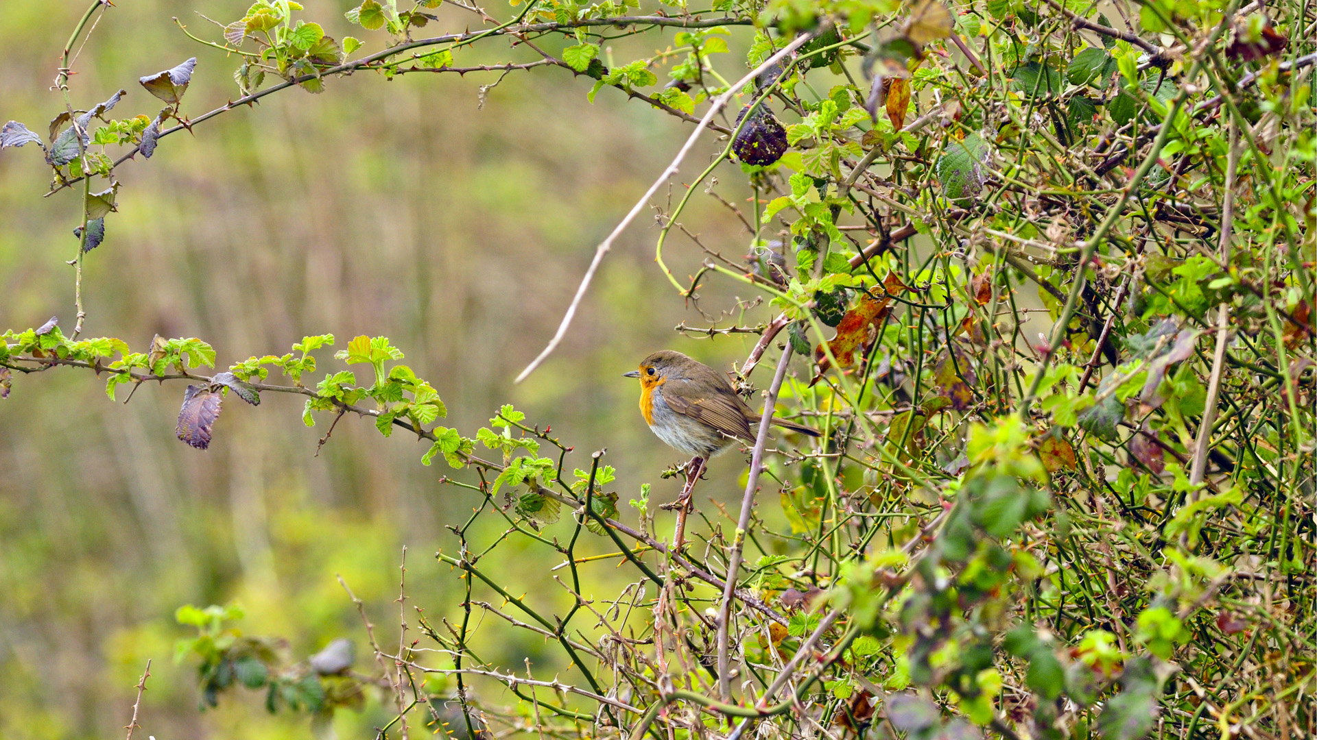 Kızılgerdan » European Robin » Erithacus rubecula