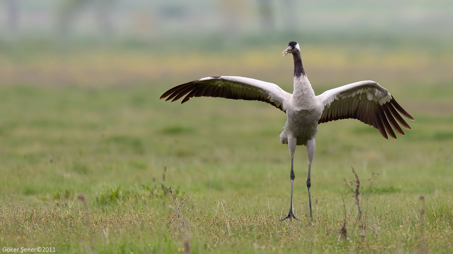 Turna » Common Crane » Grus grus