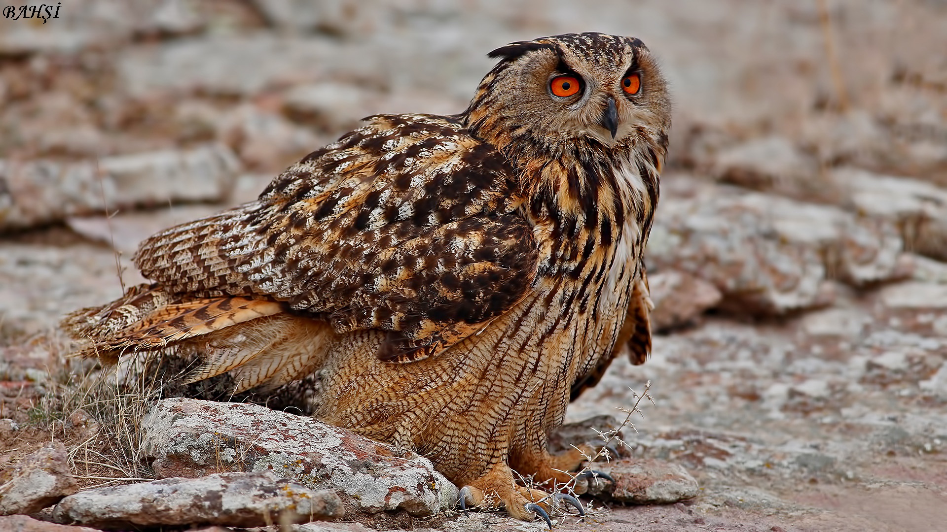 Puhu » Eurasian Eagle-Owl » Bubo bubo