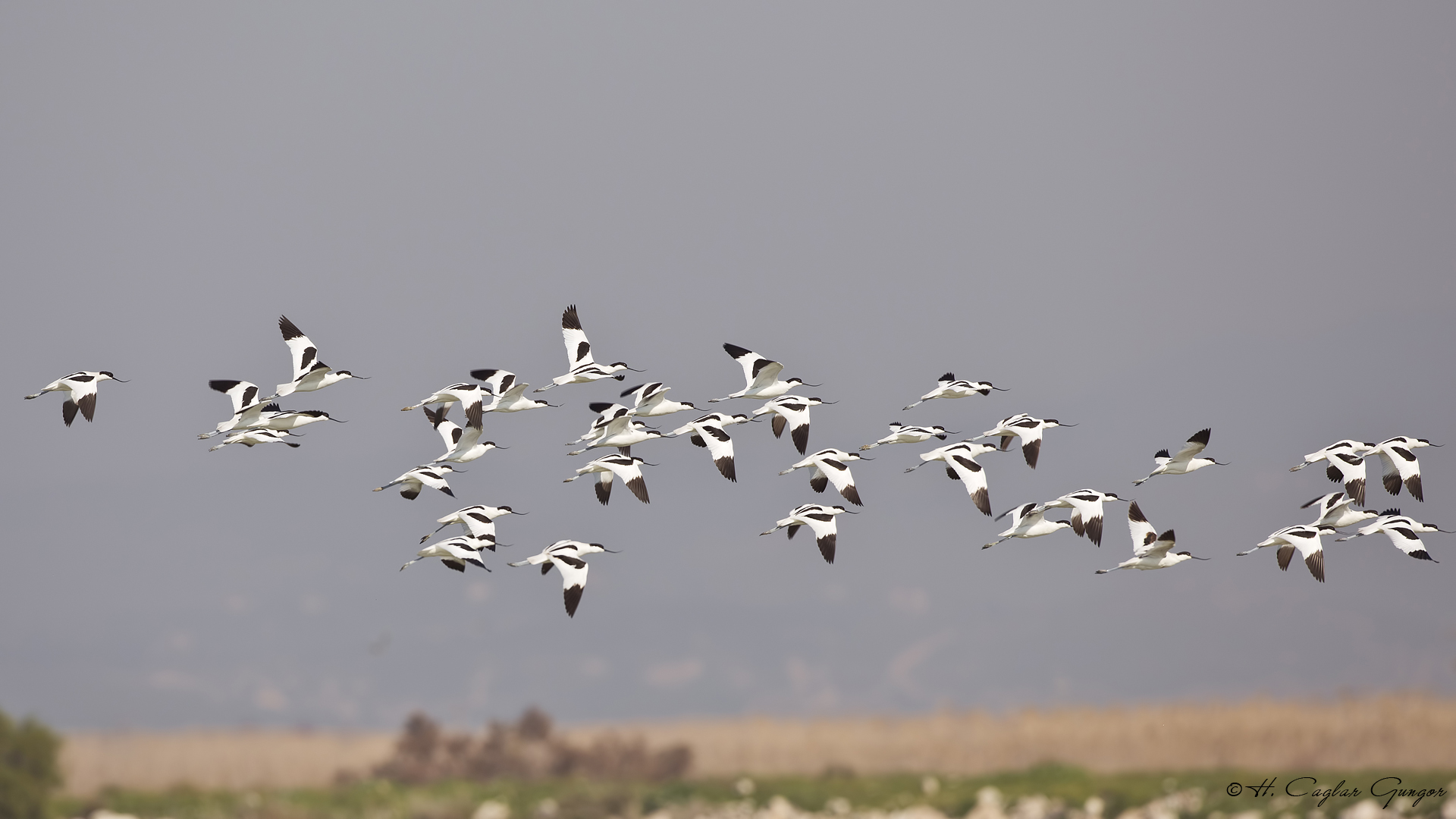 Kılıçgaga » Pied Avocet » Recurvirostra avosetta