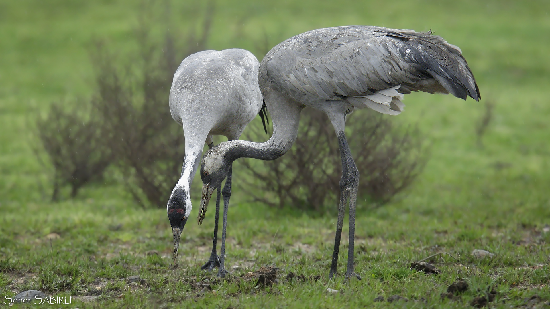 Turna » Common Crane » Grus grus