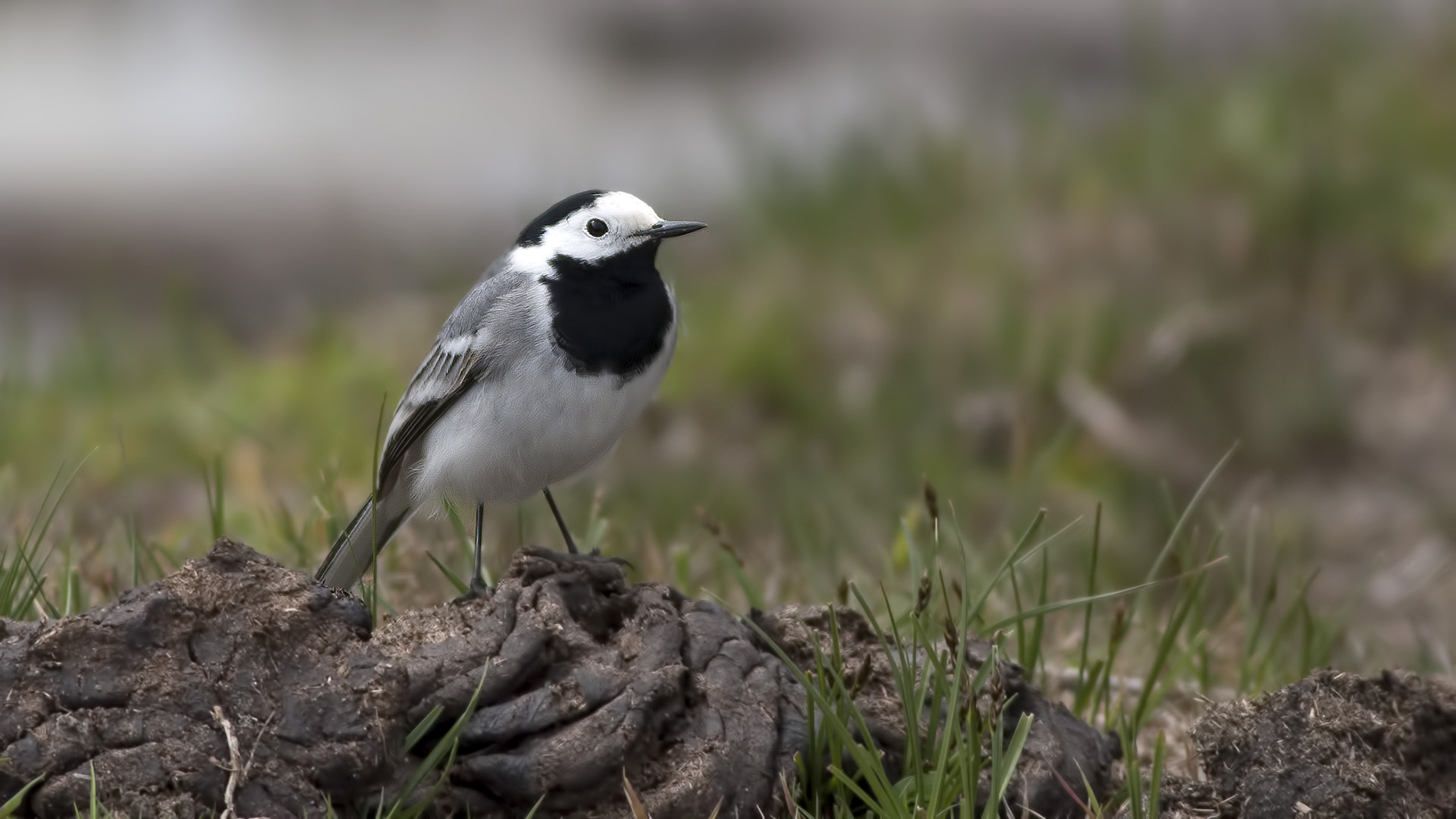 Ak kuyruksallayan » White Wagtail » Motacilla alba