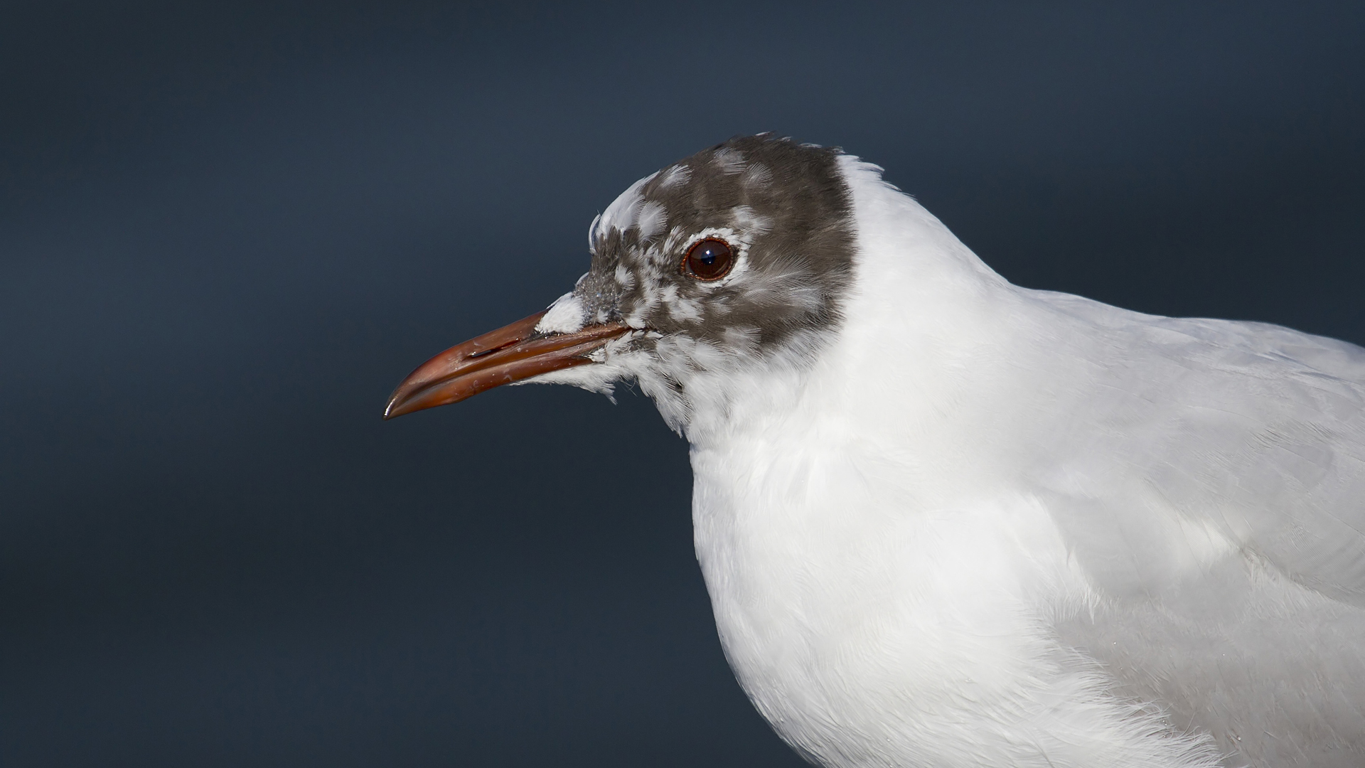 Karabaş martı » Black-headed Gull » Chroicocephalus ridibundus