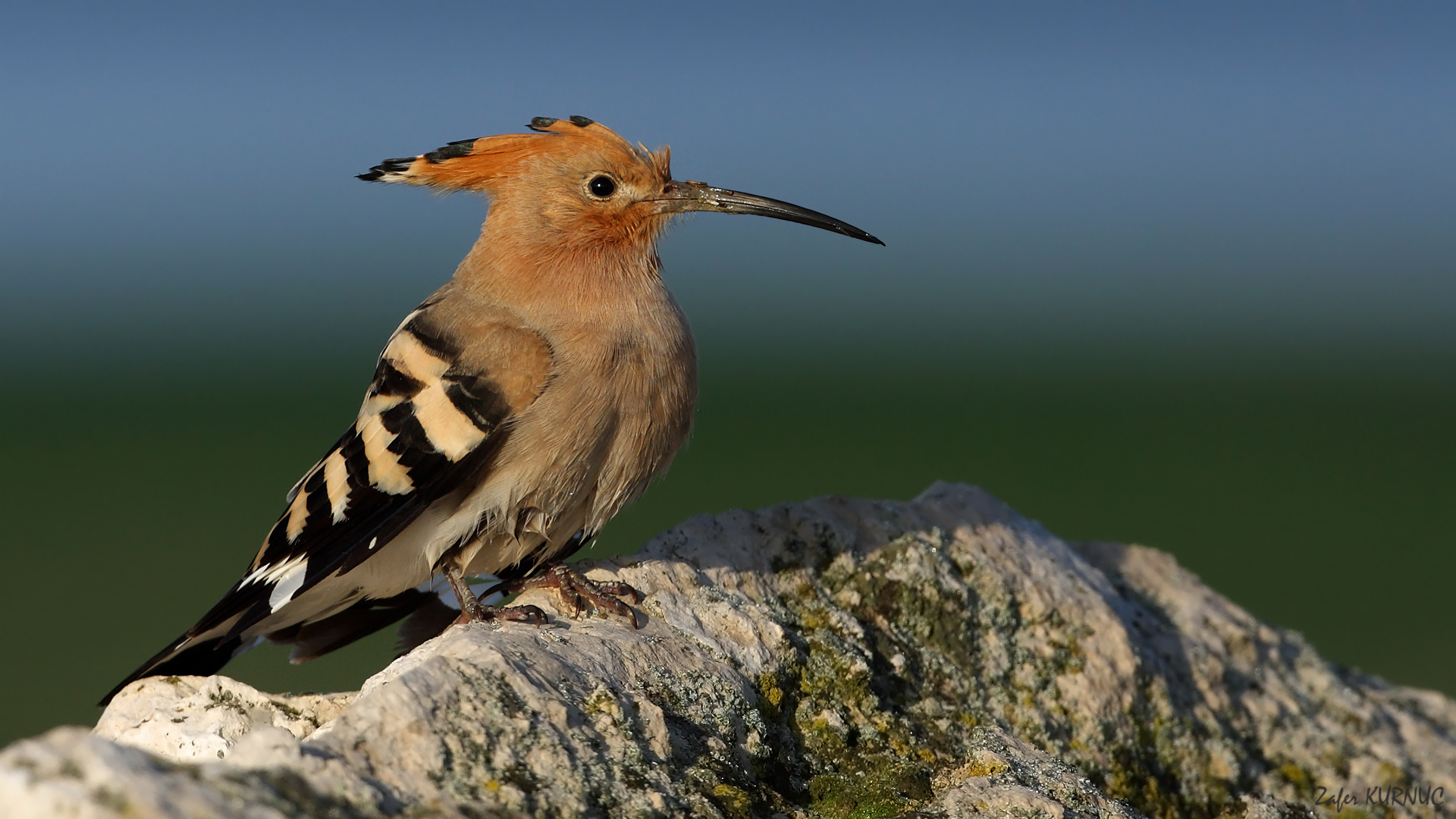 İbibik » Eurasian Hoopoe » Upupa epops