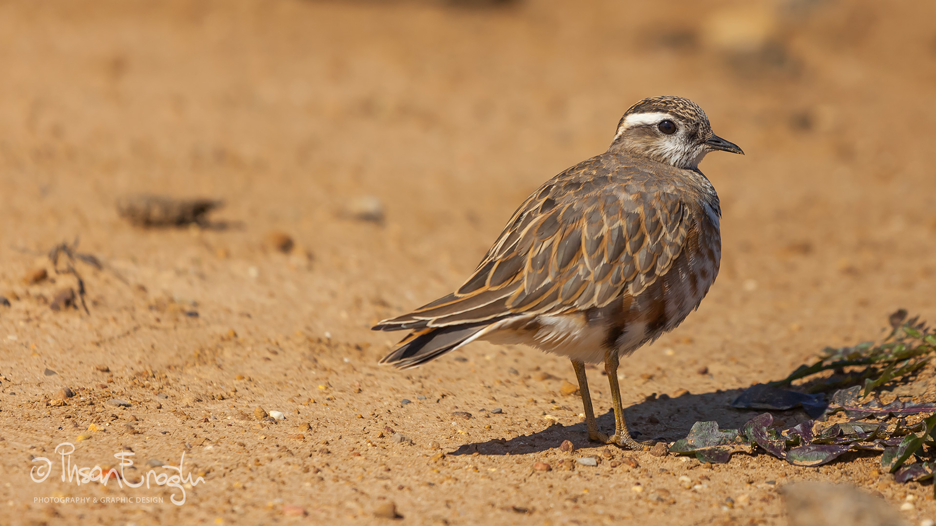 Dağ cılıbıtı » Eurasian Dotterel » Charadrius morinellus