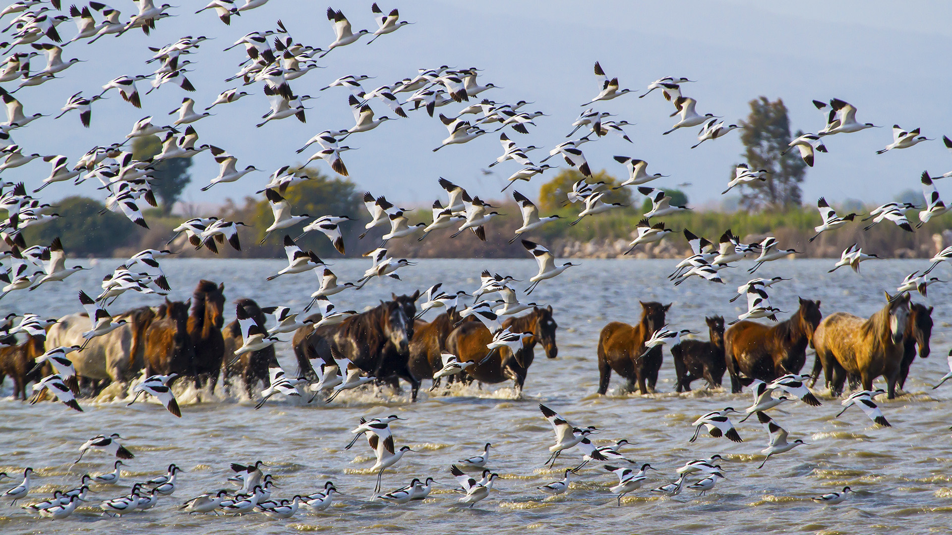 Kılıçgaga » Pied Avocet » Recurvirostra avosetta