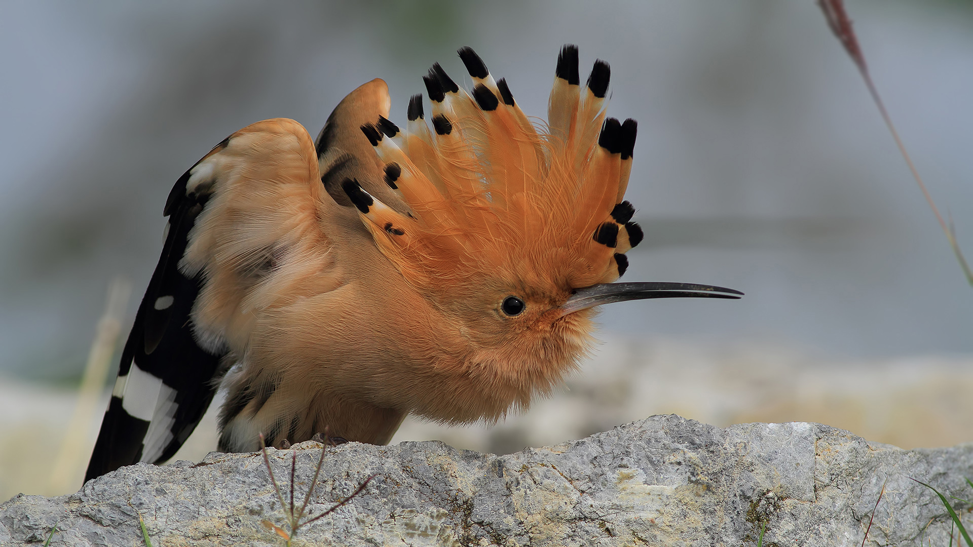 İbibik » Eurasian Hoopoe » Upupa epops