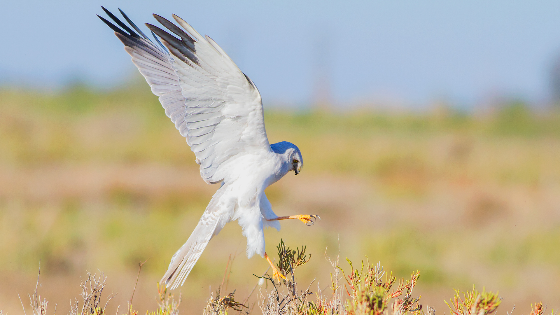 Bozkır delicesi » Pallid Harrier » Circus macrourus