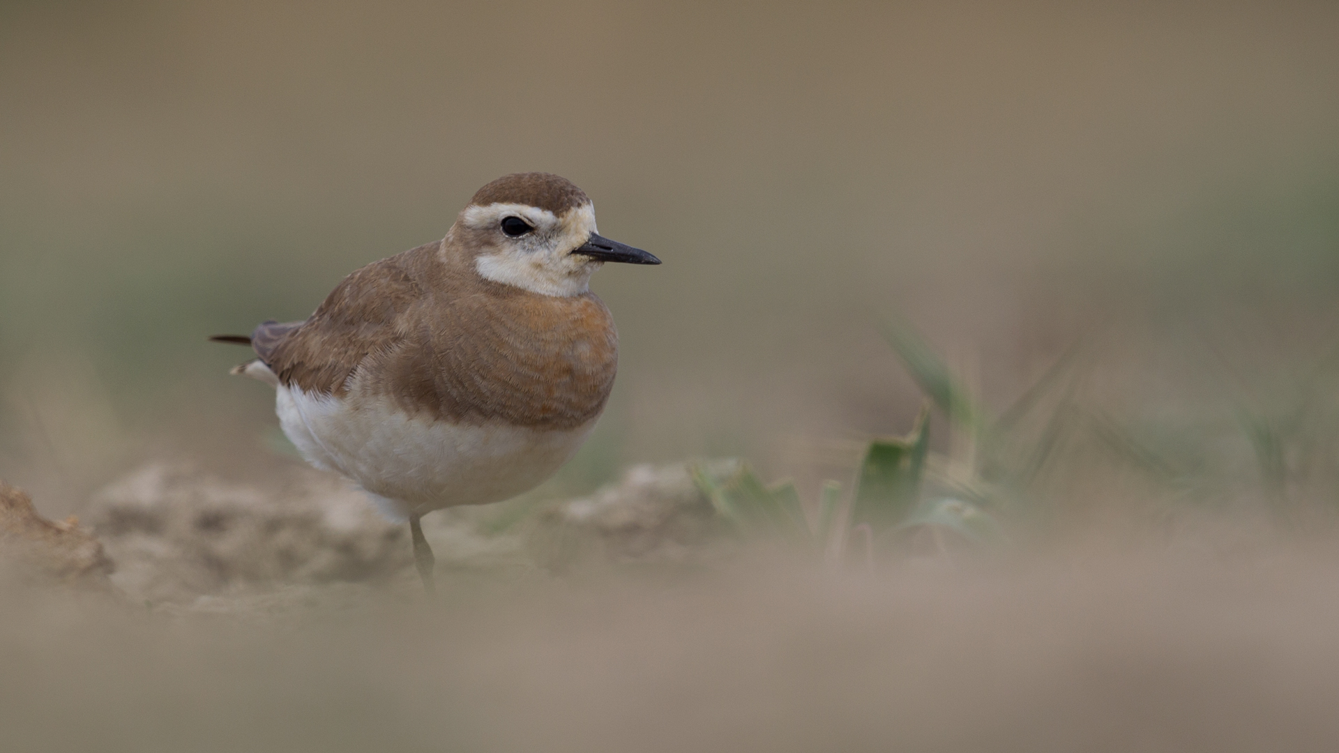 Doğu cılıbıtı » Caspian Plover » Charadrius asiaticus