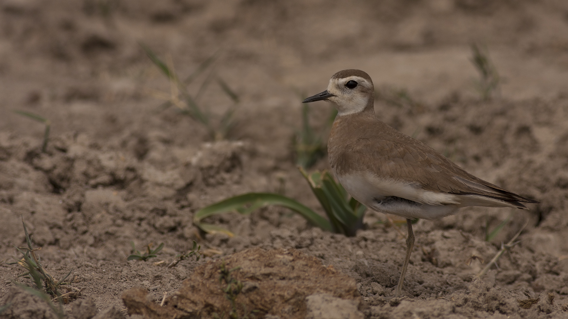 Doğu cılıbıtı » Caspian Plover » Charadrius asiaticus